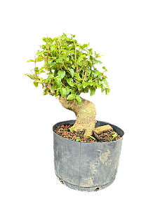 Pré Bonsai Ligustrum - 8 anos