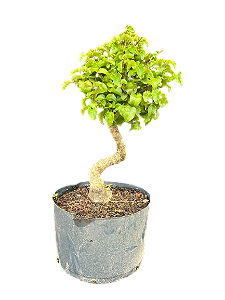 Pré Bonsai Ligustrum - 5 anos