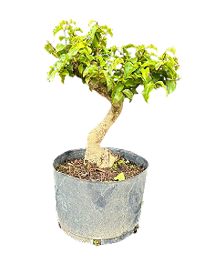 Pré Bonsai Ligustrum - 5 anos