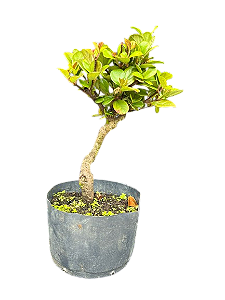 Pré Bonsai Viburno - 4 anos