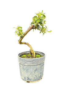 Pré Bonsai Serissa chinesa - 3 anos