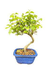 Bonsai Ligustrum - 3 anos