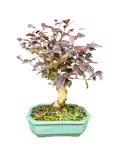 Bonsai Loropetalum - 5 anos