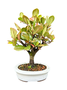 Bonsai Viburno - 4 anos