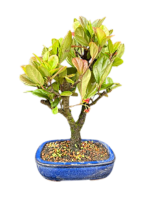 Bonsai Viburno - 4 anos