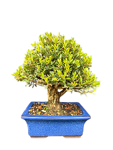Bonsai Buxus Harlandii - 7 anos