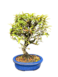 Bonsai Piracanta - 4 Anos
