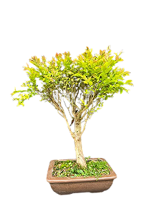 Bonsai Cambuí - 7 anos