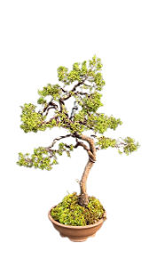 Bonsai Premium - Shimpaku Kishu - 15 anos