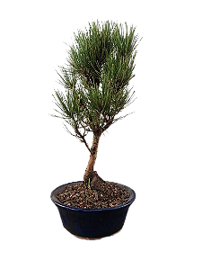 Bonsai - Pinheiro negro - 8 anos