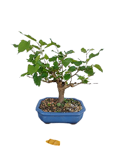 Bonsai - Amora - 5 anos