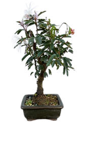 Bonsai - Caliandra Branca - 2 anos