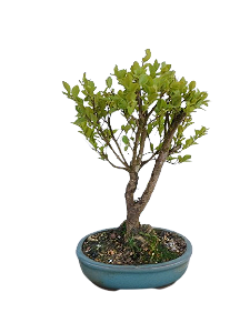 Bonsai - Maytenus - 5 anos