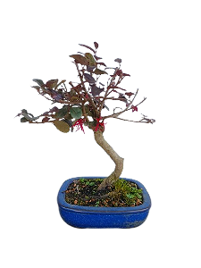 Bonsai - Loropentalum Rubro - 4 anos