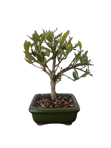 Bonsai - Jasmin anão - 2 anos