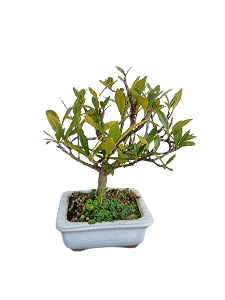 Bonsai - Jasmin anão - 2 anos