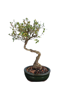 Bonsai - Serissa Chinesa - 2 anos