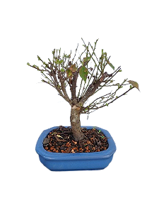 Bonsai - Mini Sakura Branca - 4 anos