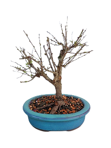 Bonsai - Mini Sakura Branca - 4 anos