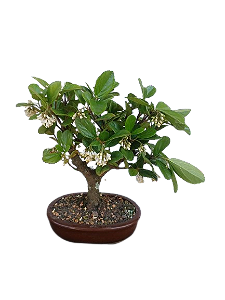 Bonsai - Viburno - 4 anos