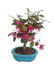 Bonsai - Loropentalum Rosa - 4 anos