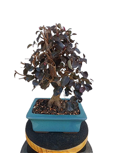 Bonsai - Loropentalum Rubro - 7 anos