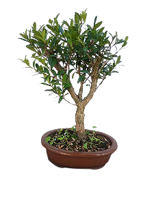Bonsai - Cerejeira anã - 5 anos