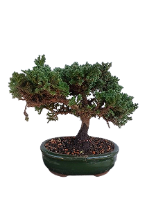 Bonsai - Junípero Procubens - 5 anos