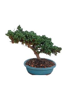 Bonsai - Junípero Procubens - 5 anos