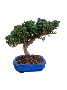 Bonsai - Junípero Procubens - 4 anos