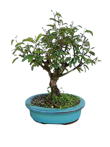 Bonsai - Caliandra rosa - 4 anos