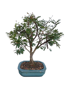 Bonsai - Caliandra rosa - 4 anos