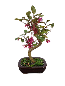 Bonsai - Loropentalum Rosa - 4 anos