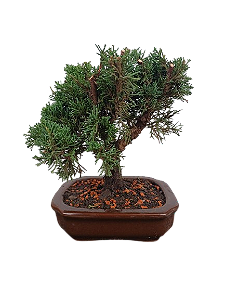 Bonsai - Shimpaku - 4 anos