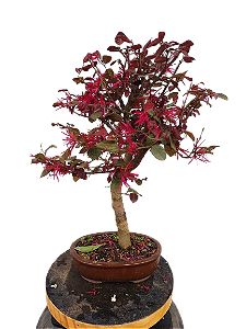 Bonsai - Loropentalum Rosa - 5 anos