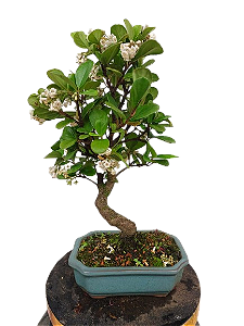 Bonsai - Viburno - 5 anos