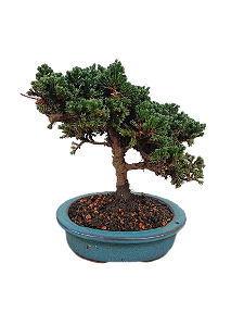 Bonsai - Junípero Procubens - 4 anos