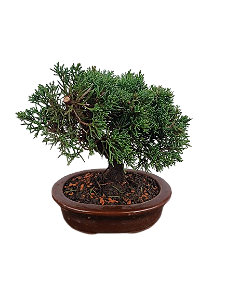 Bonsai - Shimpaku - 4 anos