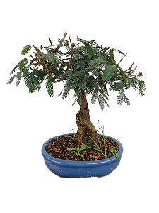 Bonsai - Caliandra Vermelha - 5 anos
