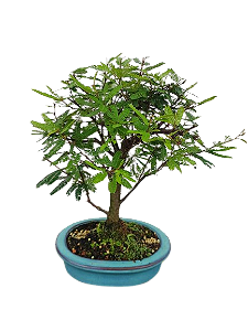 Bonsai - Caliandra - 4 anos