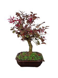 Bonsai - Loropentalum Rubro - 4 anos