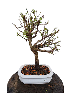 Bonsai - Mini Sakura - 4 anos