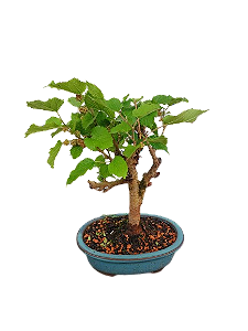 Bonsai - Amora - 5 anos
