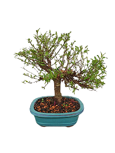 Bonsai - Mini Sakura Branca - 6 anos