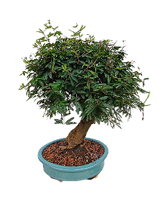 Bonsai - Caliandra rosa - 25 anos