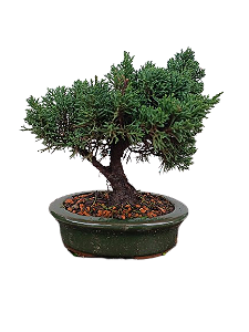 Bonsai - Shimpaku - 4 anos