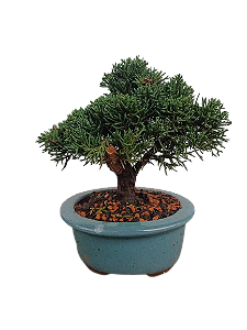 DUPLICADO - Bonsai - Shimpaku - 4 anos