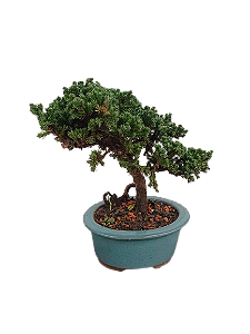 Bonsai - Junípero Procubens - 3 anos