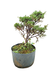 Bonsai - Shimpaku - 3 anos