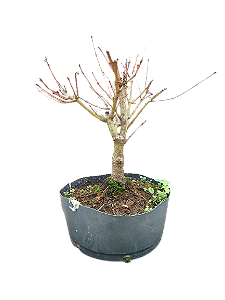 Pré Bonsai - Acer Palmatum - 4 anos